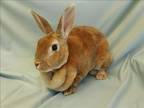 Adopt SNICKERDOODLE a Bunny Rabbit