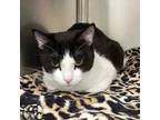 Adopt Dino Nuggie a Domestic Short Hair