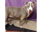 Adopt Opal a Pit Bull Terrier, Mixed Breed