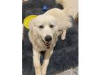 Adopt Stella a Great Pyrenees
