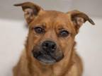 Adopt LUCY a Boxer, Mixed Breed
