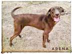 Adopt Arena a Chocolate Labrador Retriever