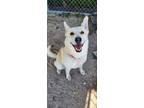 Adopt LUCY a German Shepherd Dog, Husky