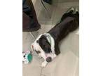 Adopt Phoebe a American Staffordshire Terrier