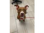 Adopt Lillie a American Staffordshire Terrier, Pit Bull Terrier