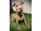 Adopt Lexus a Weimaraner, Pit Bull Terrier