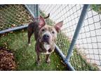 Adopt KOOKIE a Pit Bull Terrier