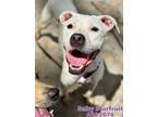 Adopt BABY STARFRUIT a Pit Bull Terrier