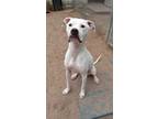 Adopt BABY STARFRUIT a Pit Bull Terrier