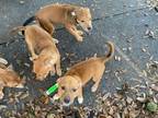Adopt Cur/Pit puppies a Black Mouth Cur, Pit Bull Terrier