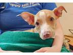 Adopt Piglet, Betty, and Punkin a Pit Bull Terrier