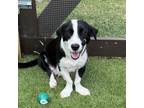 Adopt Panda a Labrador Retriever