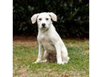 Adopt Xena 20347 a Labrador Retriever, Mixed Breed