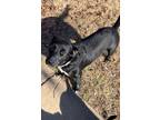 Adopt Lilo a Labrador Retriever