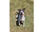 Adopt BRISTOL a Pit Bull Terrier, Mixed Breed