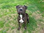 Adopt LAYLA a Pit Bull Terrier