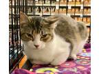 Adopt Purple Passion a Domestic Short Hair