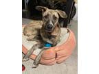 Adopt SUGARBEAR - CAT FRIENDLY! CUDDLY! LOVING! a Greyhound, Black Mouth Cur