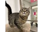 Adopt Colbie a Domestic Short Hair