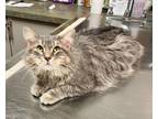 Adopt Roxanne a Domestic Long Hair