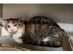 Adopt Cheesecake a Domestic Short Hair