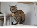 Adopt Nibbles a Domestic Short Hair, Tabby