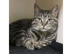 Adopt Lily a Domestic Short Hair