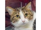 Adopt Italy a Tabby, Calico