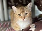 Adopt Goldie a Domestic Short Hair