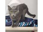 Adopt Purrl a Domestic Short Hair