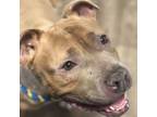 Adopt Snickers a Pit Bull Terrier