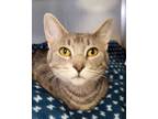 Adopt Betsey a Extra-Toes Cat / Hemingway Polydactyl
