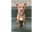 Adopt Frosted Mini Wheats (in foster) a Pit Bull Terrier, Mixed Breed