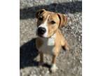 Adopt Nile a Labrador Retriever, American Staffordshire Terrier