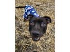 Adopt Hati a Pit Bull Terrier