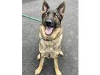 Adopt Sierra a German Shepherd Dog, Mixed Breed