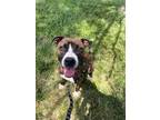 Adopt JOLENE a Pit Bull Terrier, Mixed Breed