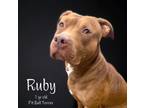 Adopt Ruby a Pit Bull Terrier