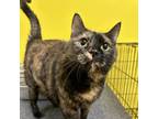 Adopt Cleo a Domestic Short Hair