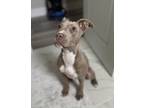 Adopt Genevieve a Mixed Breed