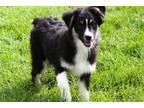 Miniature Australian Shepherd Puppy for sale in Jonesboro, AR, USA