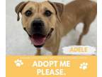 Adopt ADELE a Pit Bull Terrier