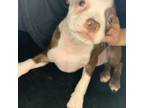 Boston Terrier Puppy for sale in Memphis, TN, USA