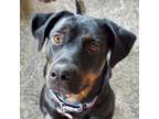 Adopt Vista D14828: No Longer Accepting Applications a Rottweiler