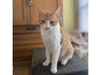 Adopt Clarice C14452 a Domestic Short Hair