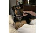 Adopt Ruby a German Shepherd Dog, Beagle