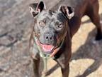 Adopt MINNIE a Pit Bull Terrier