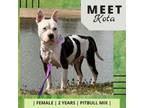 Adopt Sara Mae/KOTA a Pit Bull Terrier