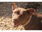 Adopt Thelma 24 a Labrador Retriever, American Staffordshire Terrier