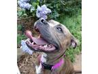 Adopt Care Bear a American Staffordshire Terrier